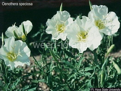 eveningprimrose, showy